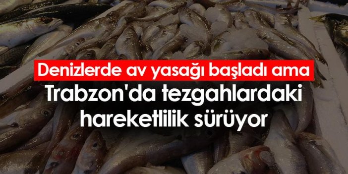 Denizlerde av yasağı başladı ama Trabzon'da tezgahlardaki hareketlilik sürüyor