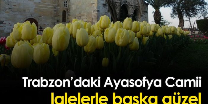Trabzon’daki Ayasofya Camii lalelerle başka güzel