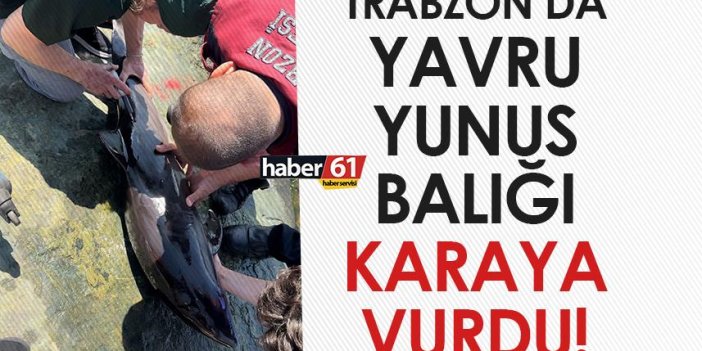 Trabzon’da yavru Yunus balığı karaya vurdu!