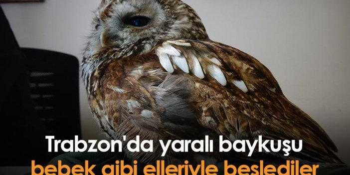 Trabzon'da yaralı baykuşu bebek gibi elleriyle beslediler