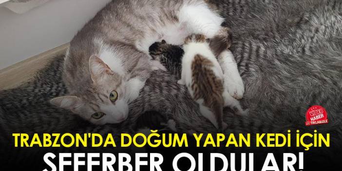 Trabzon'da doğum yapan kedi için seferber oldular!