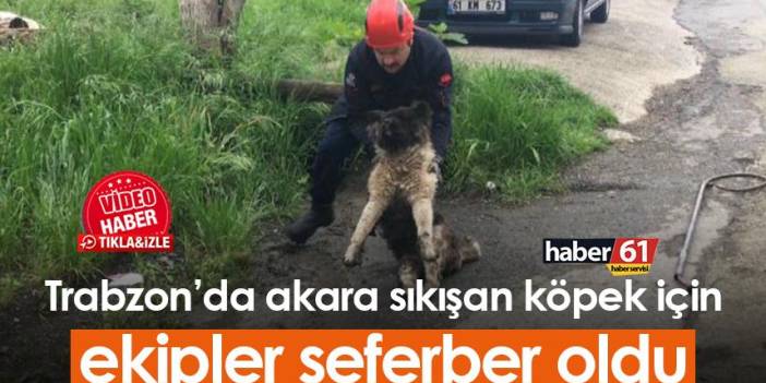 Trabzon’da akara sıkışan köpek için ekipler seferber oldu