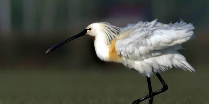 Fotoğraf tutkunu cumhuriyet savcısı 358’inci kuş türünü belgeledi