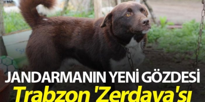 Trabzon'un 'Zerdava'sı jandarmanın yeni gözdesi
