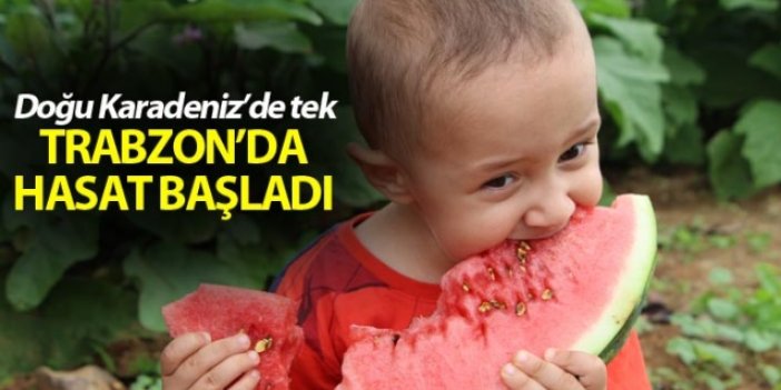 Doğu Karadeniz'de tek - Trabzon'da hasat başladı