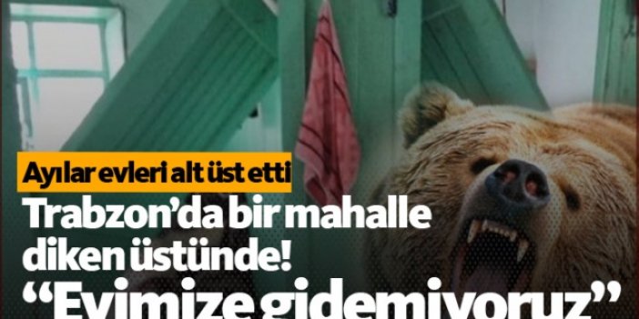 Trabzon'da korkutan ayı saldırıları