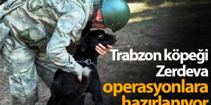 Trabzon köpeği Zerdeva operasyonlara hazırlanıyor
