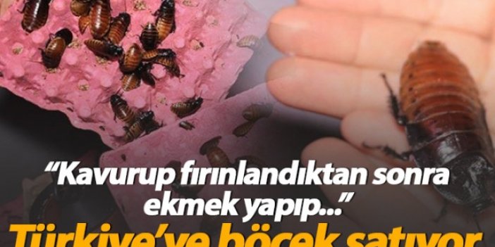 Türkiye'ye böcek satıyor