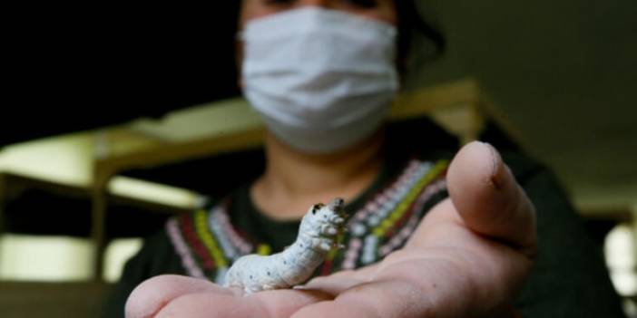 İzmir'de ipek böcekçiliğini kadınlar canlandıracak