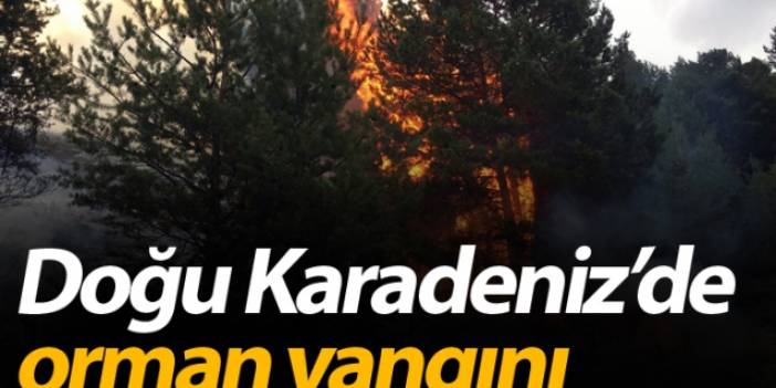 Doğu Karadeniz'de orman yangını