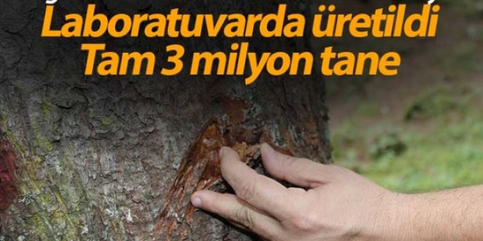 Doğu Karadeniz Ormanları yaklaşık 3 milyon 'terminatör böcek'le korunuyor