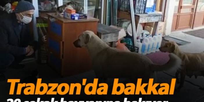 Trabzon'da bakkal 20 sokak hayvanına bakıyor