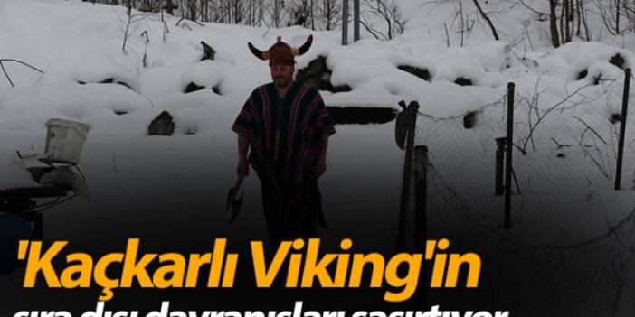 'Kaçkarlı Viking'in sıra dışı davranışları şaşırtıyor