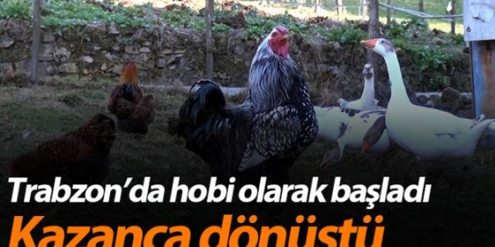 Trabzon'da süs tavuğu hobisi kazanca dönüştü
