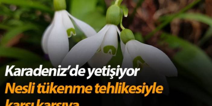 Karadeniz’de yetişen kardelen çiçeğinin nesli tükenme tehlikesiyle karşı karşıya