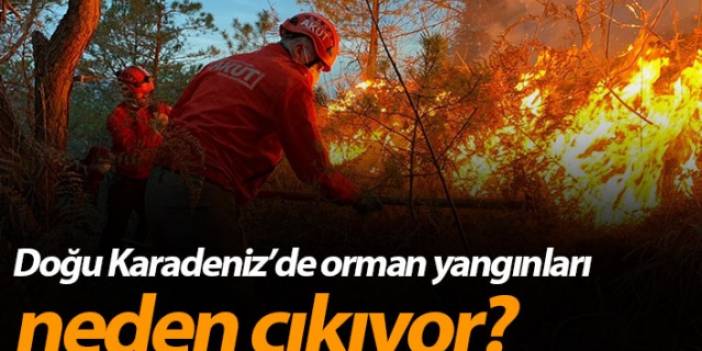 Doğu Karadeniz'de orman yangınları neden çıkıyor?