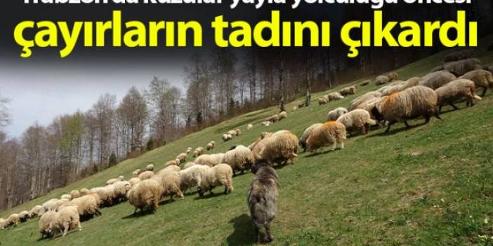 Trabzon'da kuzular yayla yolculuğu öncesi çayırların tadını çıkardı