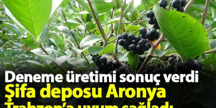 Aronya meyvesi Karadeniz'e uyum sağladı