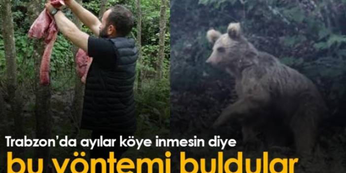 Trabzon'da ayılar köye inmesin diye bu yöntemi buldular