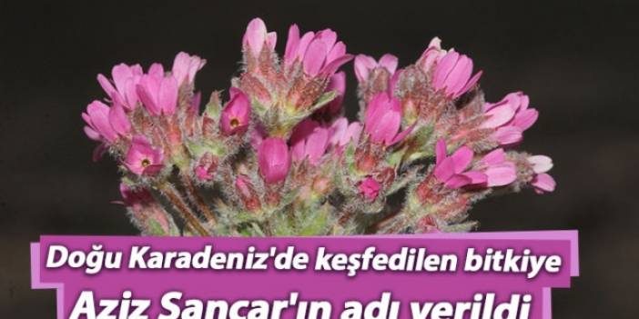 Doğu Karadeniz'de keşfedilen bitkiye Aziz Sancar'ın adı verildi