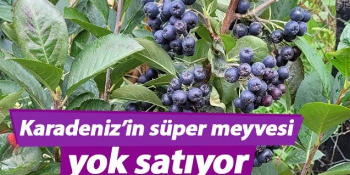 Karadeniz’in süper meyvesi yok satıyor
