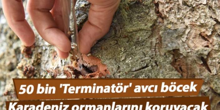 50 bin 'Terminatör' avcı böcek Karadeniz ormanlarını koruyacak