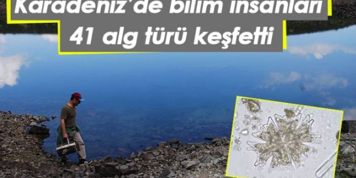 Karadeniz'de bilim insanları 41 alg türü keşfetti