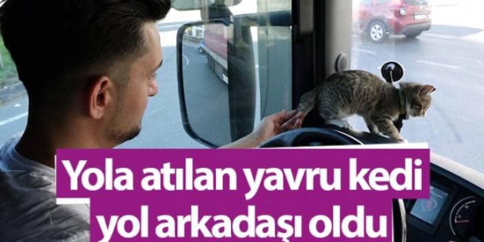 Trabzonlu TIR şoförünün yol arkadaşı 'kedi'