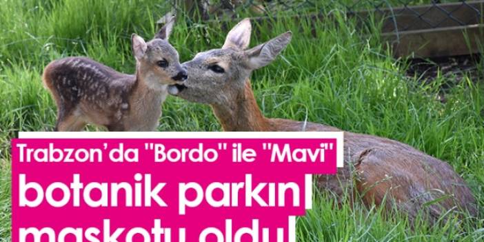 Trabzon'da "Bordo" ile "Mavi" botanik parkın maskotu oldu. Foto Galeri