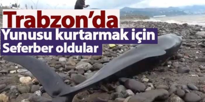 Trabzon'da yunusu kurtarmak için seferber oldular. Foto Haber