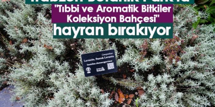 Trabzon Botanik Park'ta "Tıbbi ve Aromatik Bitkiler Koleksiyon Bahçesi" hayran bırakıyor