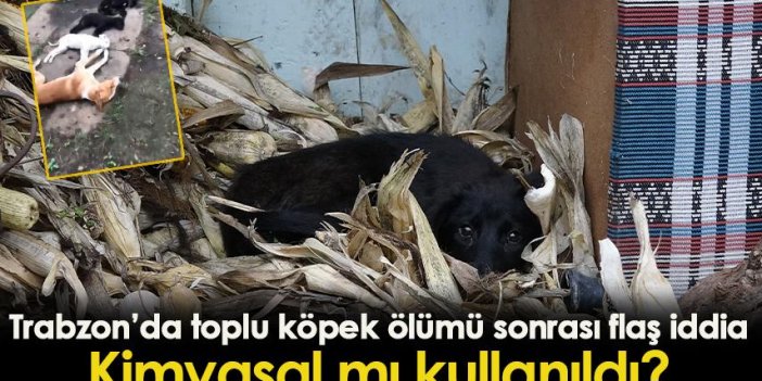 Trabzon'da toplu köpek ölümü sonrası flaş iddia! Kimyasal mı kullanıldı?
