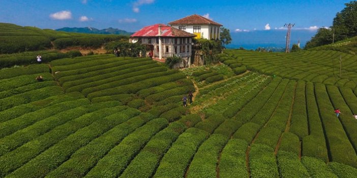Çay ihracatından 7 ayda 10 milyon dolardan fazla gelir