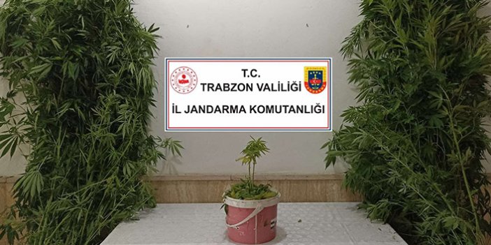 Trabzon’da Jandarmadan uyuşturucu baskını
