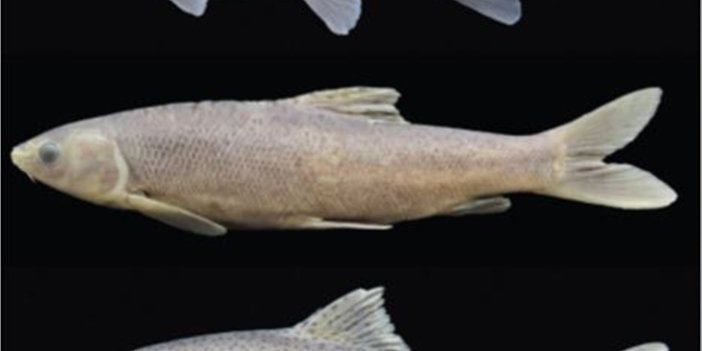 RTEÜ yeni bir balık cinsi keşfetti