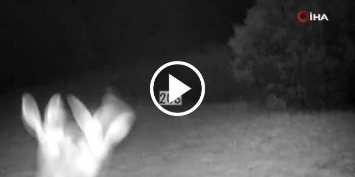 Artvin'de tavşanların kavgası fotokapana yakalandı. Video Haber