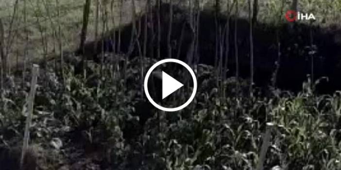 Rize'de bahçeye zarar veren ayı kameralara yakalandı. Video Haber