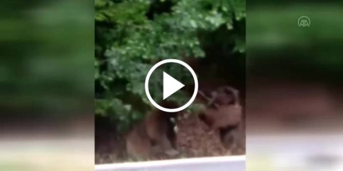 Rize'de kavga eden ayılar görüntülendi. Video Haber