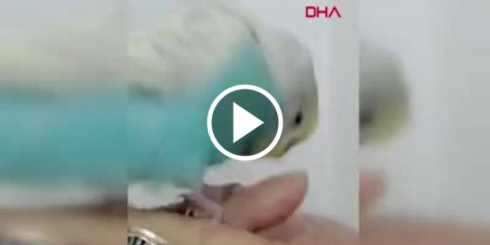 Trabzon'da fanatik kuş. Video Haber