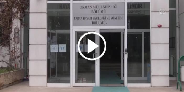 KTÜ'deki Yaban Hayatı Müzesi ilgi çekiyor. Video Haber