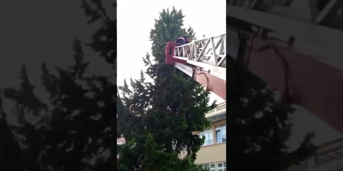Trabzon'da ağaçta mahsur kalan kediyi itfaiye kurtardı