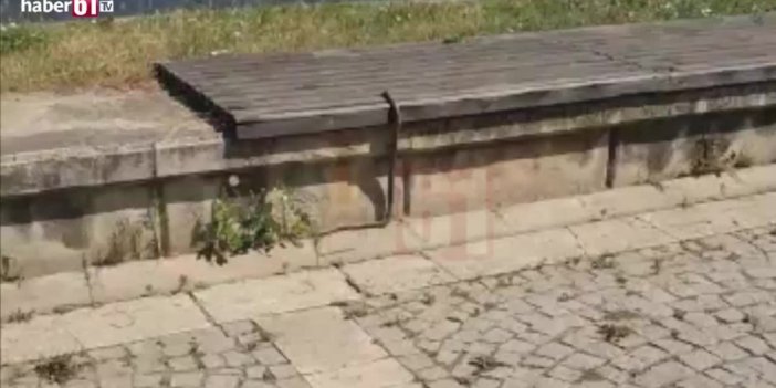 Trabzonda görülen yılan korkuttu