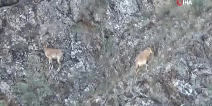 Artvin’de yaban keçisi sürüsü kameralara yakalandı