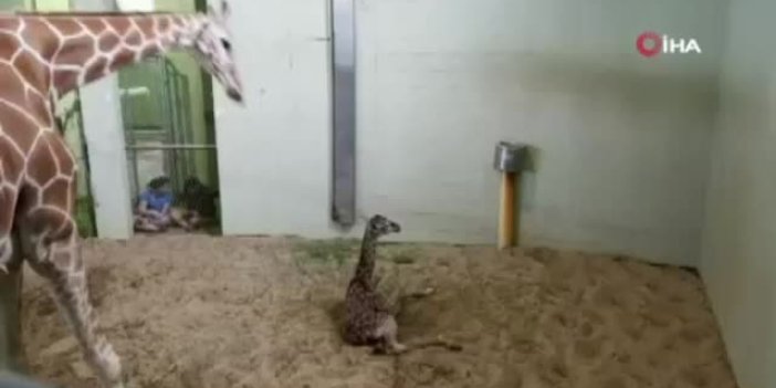 Hayvanat bahçesinin yeni üyesi ilk adımlarını attı