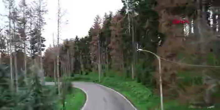 Trabzon'da Atatürk Köşkü Ormanları'ndan iyi haber