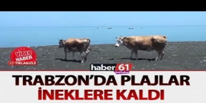 Trabzon'da plajlar ineklere kaldı
