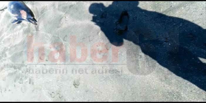 Trabzonda ölü yunus balıkları sahile vurdu