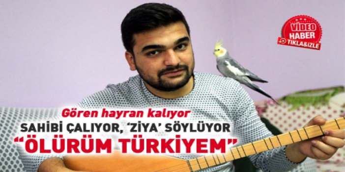 Sultan papağanı Ölürüm Türkiyem şarkısını söylüyor