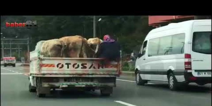 Trabzonlu kadın inekleri için canını tehlikeye attı