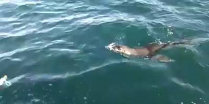 Karadeniz'de fok balığı görüldü